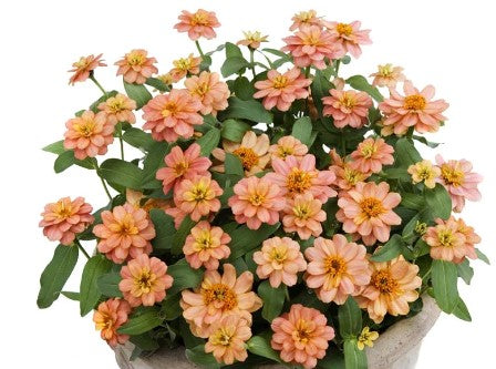 Zinnia - Profusion Double - Deep Salmon