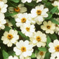 Zinnia - Profusion White - Dwarf