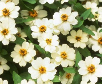 Zinnia - Profusion White - Dwarf