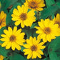 Zinnia - Profusion Yellow - Dwarf