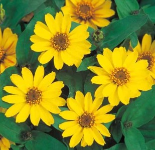 Zinnia - Profusion Yellow - Dwarf