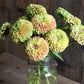 Zinnia - Queen Lime with Blush