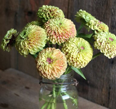 Zinnia - Queen Lime with Blush