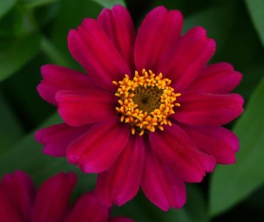 Zinnia - Zahara Raspberry - Dwarf