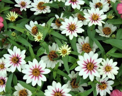 Zinnia - Zahara Starlight Rose - Dwarf