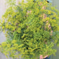 Dill - Bouquet- Herb