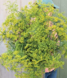 Dill - Bouquet- Herb