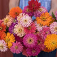 Zinnia - Cactus Flowered Mix