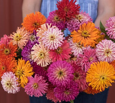 Zinnia - Cactus Flowered Mix