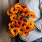 Calendula - Orange Button - Edible