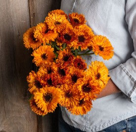 Calendula - Orange Button - Edible