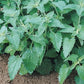 Catnip- Herb