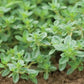 Thyme - Creeping - Herb