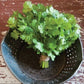 Cilantro - Cruiser