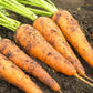 Carrot - Danvers 126