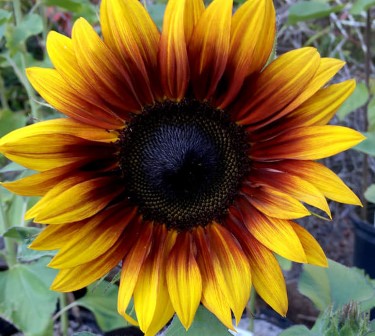 Sunflower - Firecracker