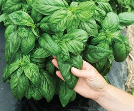 Basil - Genovese - Herb