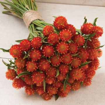 Gomphrena - QIS Series Orange