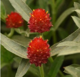 Gomphrena - QIS Series Red