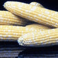 Corn - Honey and Pearl