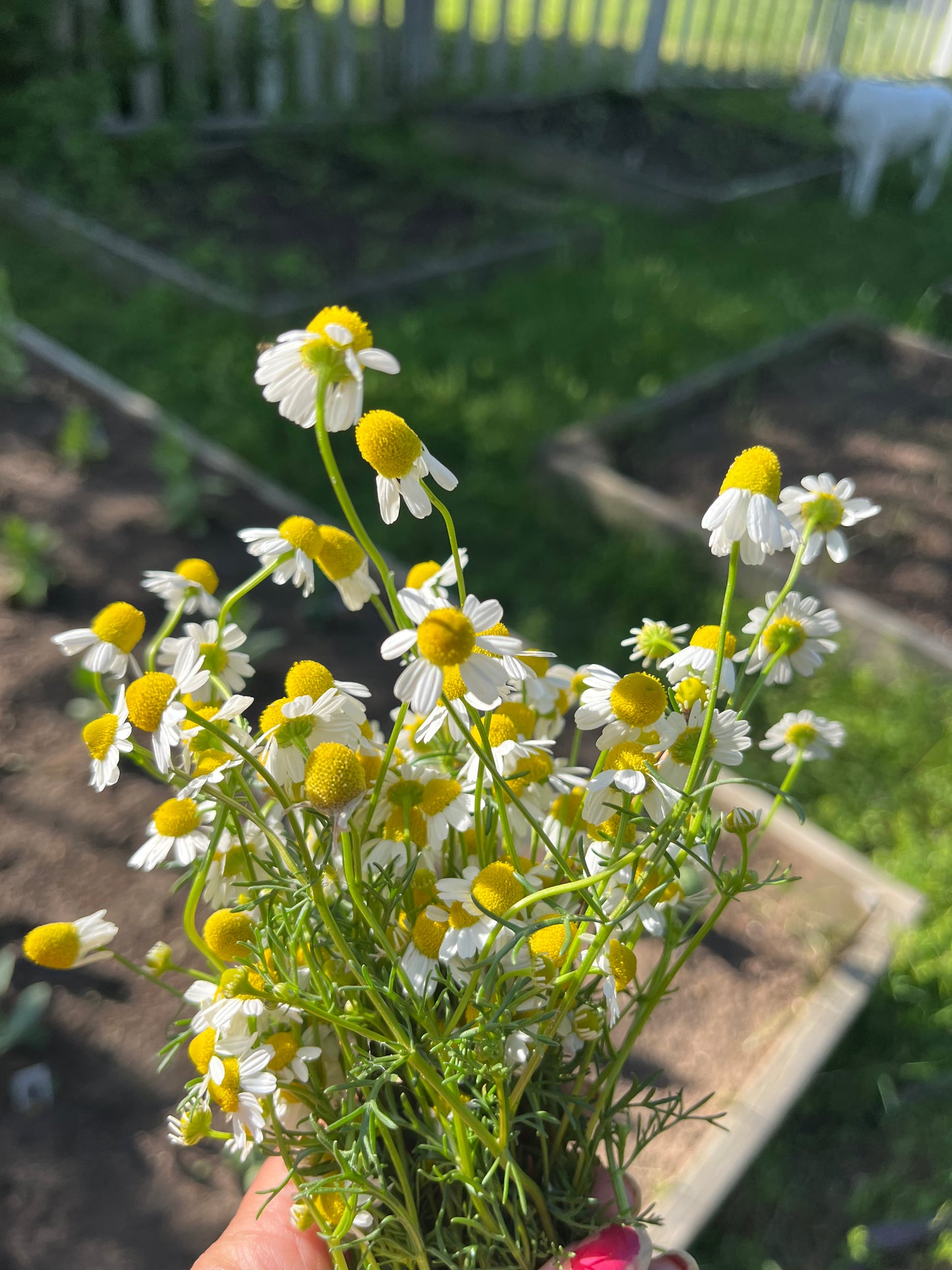 Chamomile - Common - Herb/Edible