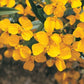 Marigold - Mexican Mint -Herb