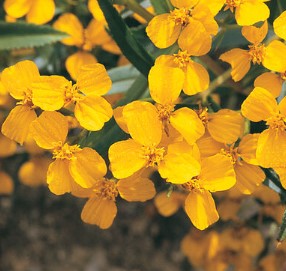 Marigold - Mexican Mint -Herb