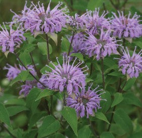 Bee Balm/Monarda - Wild Bergamot- Edible