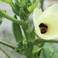 Okra - Clemson Spineless