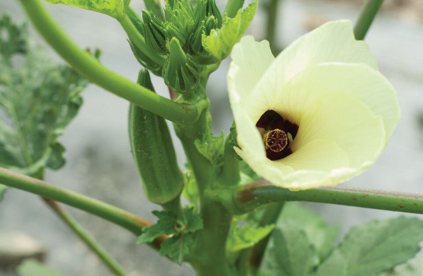 Okra - Clemson Spineless