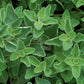 Oregano - Greek - Herb