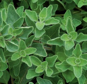 Oregano - Greek - Herb