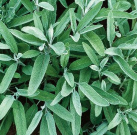 Sage - Common - Herb