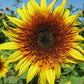 Sunflower - Sundance Kid