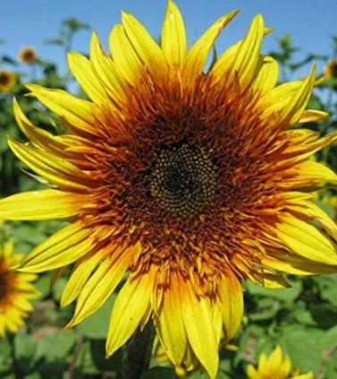 Sunflower - Sundance Kid