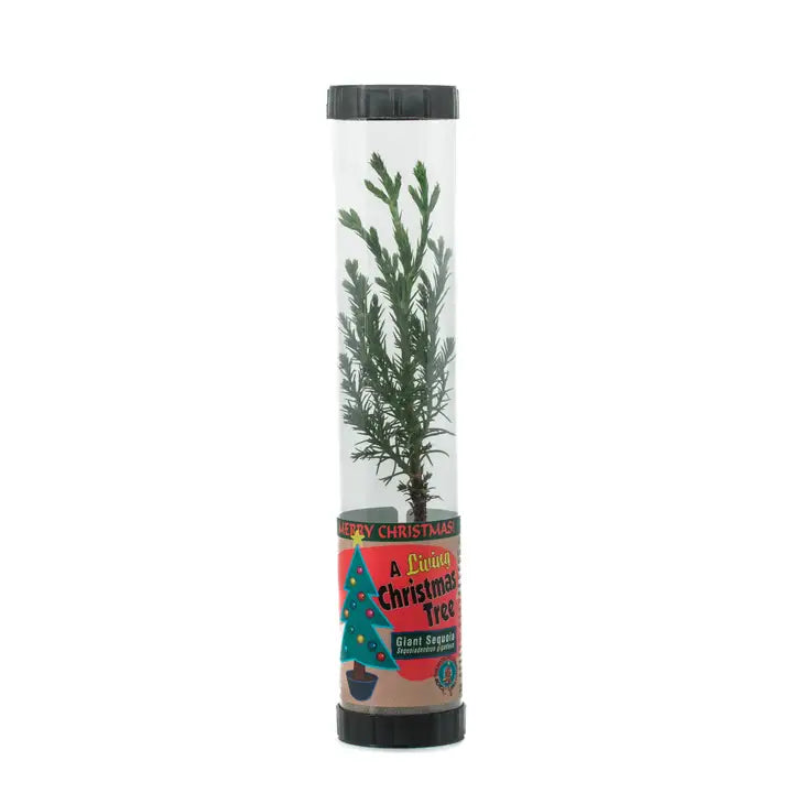 Living Christmas Tree | Giant Sequoia | Packaged Live Tree