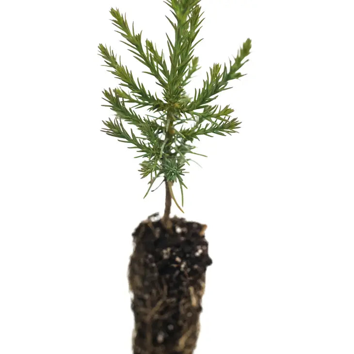 Living Christmas Tree | Giant Sequoia | Packaged Live Tree